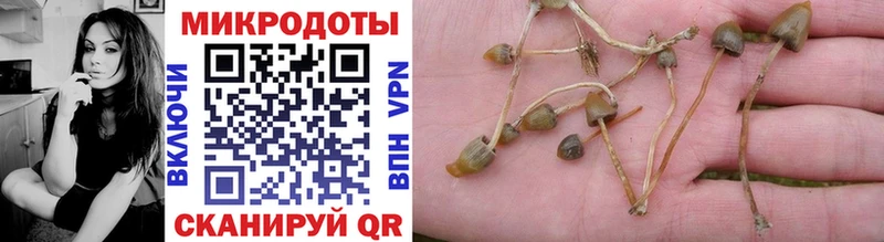 Псилоцибиновые грибы Psilocybe  Княгинино 